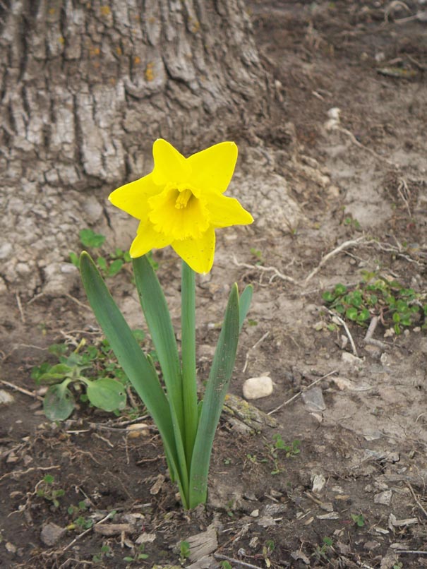 Daffodil