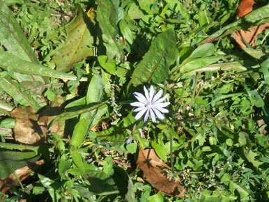 Flower in fall