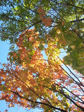 Fall leaves