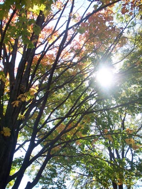 Fall trees