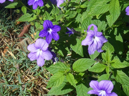 Purple flowers