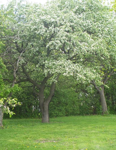 Trees in spring