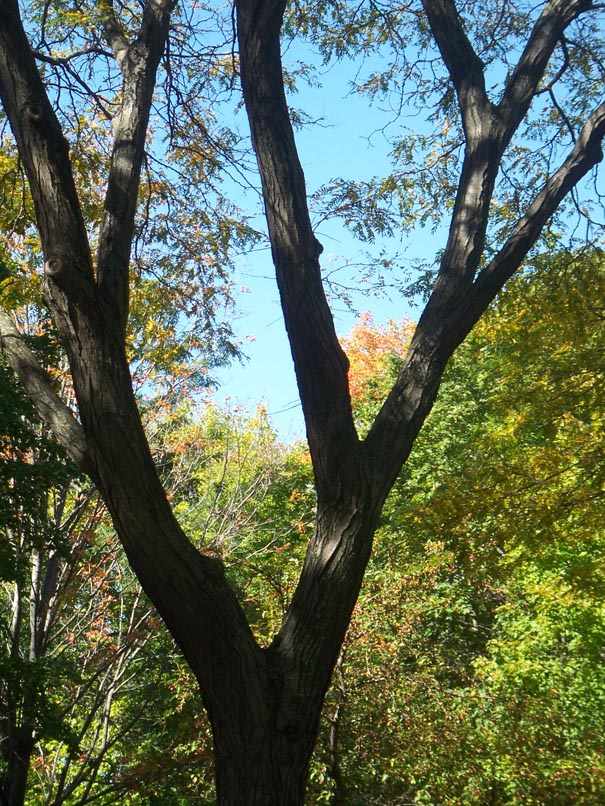 Fall in LaFollette Park